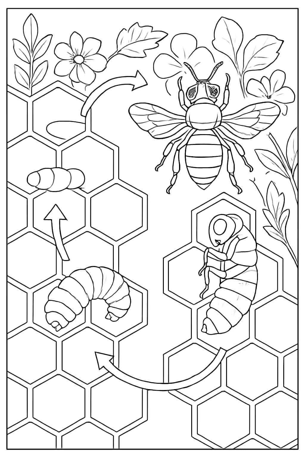 蜜蜂涂色頁|蜜蜂生命週期圖解專頁
