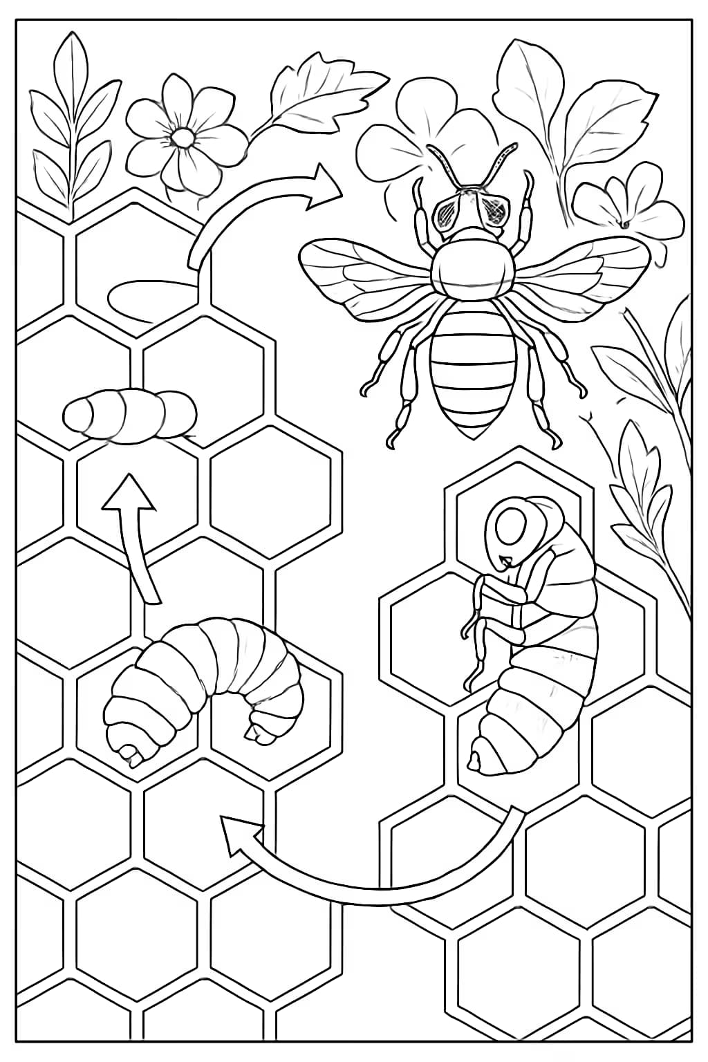 蜜蜂涂色頁|蜜蜂生命週期圖解專頁