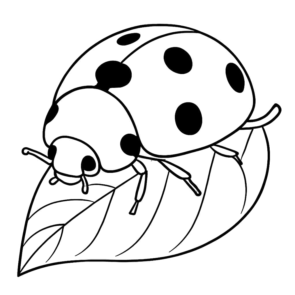 昆虫涂色页|瓢虫在叶子上简易涂色页