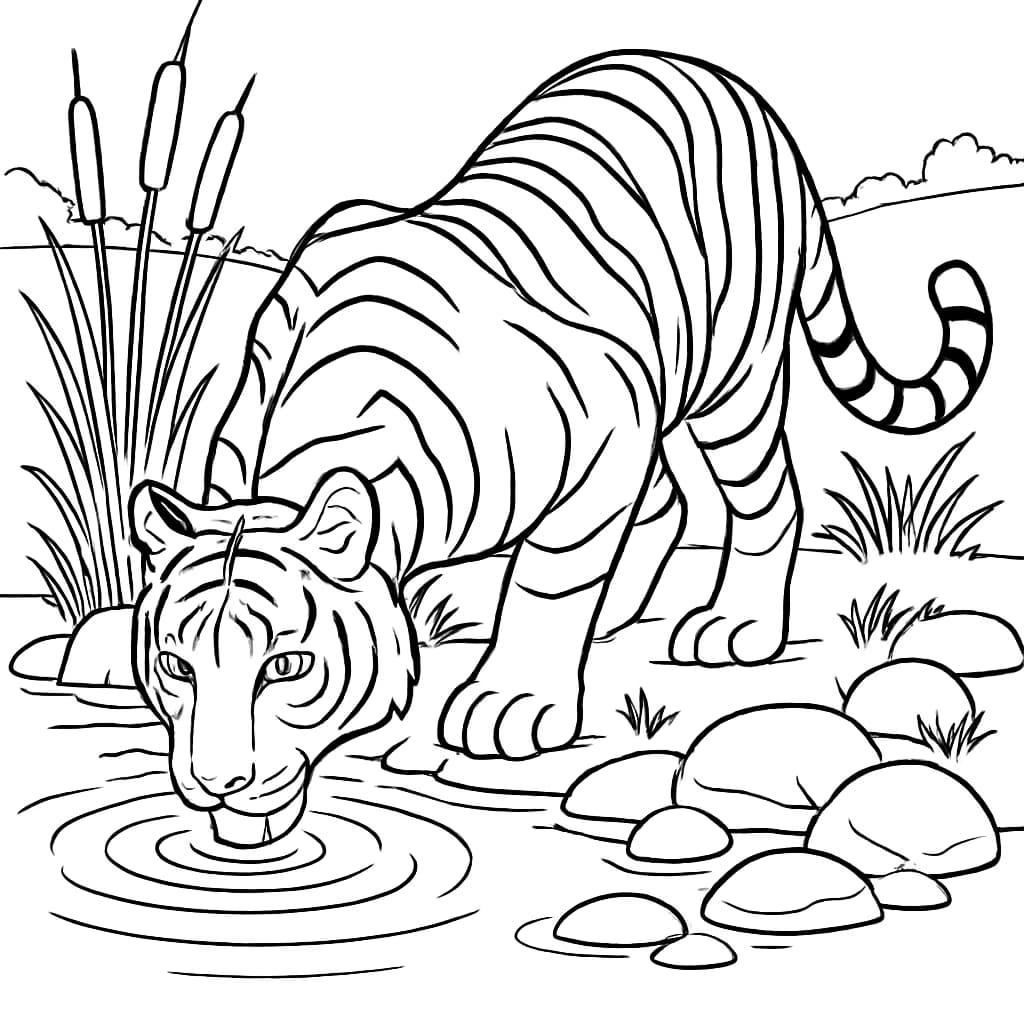 Páginas de colorir de tigre: Tigre bebendo água