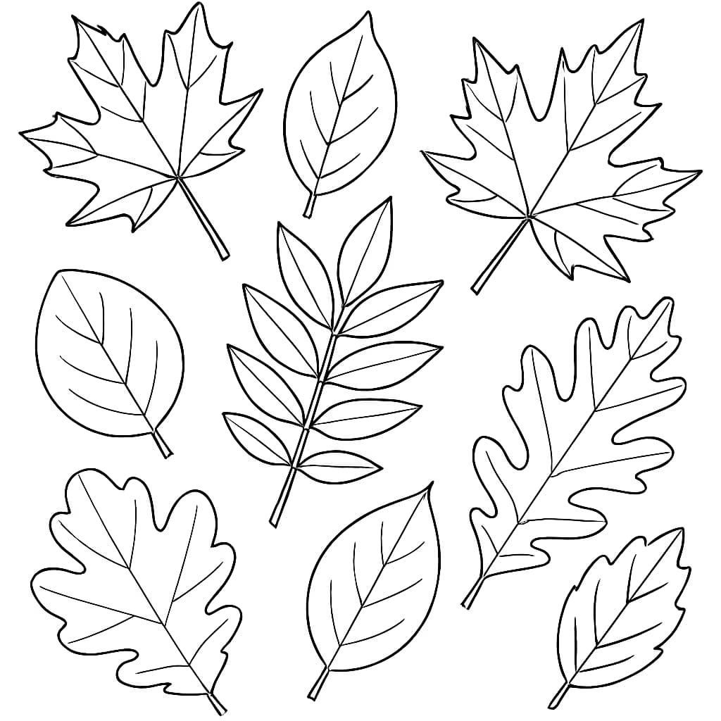Pagine da colorare sulla natura – Foglie autunnali varie