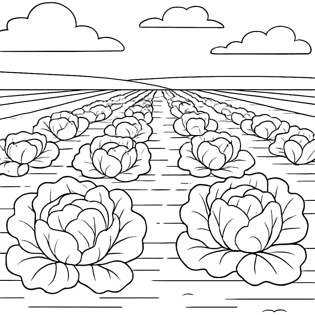 채소 색칠 페이지 - 상추 밭 색칠하기