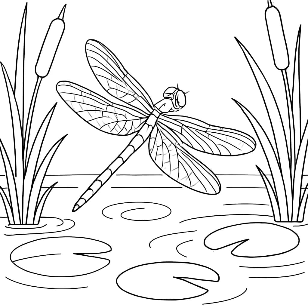 昆虫涂色页|蜻蜓与池塘涂色页免费下载