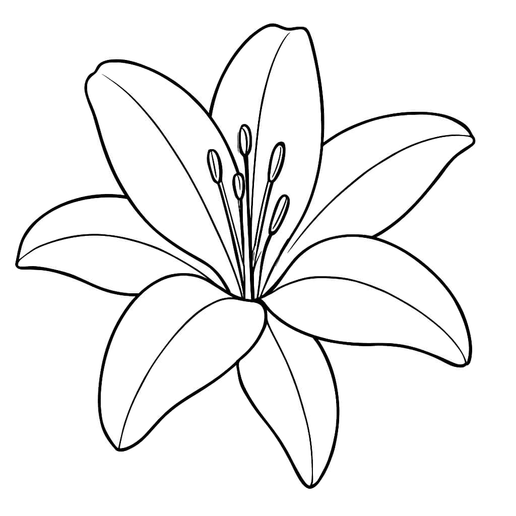 花卉涂色页 | 简单百合特写适合幼儿打印